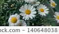 Cluster of white flowers with yellow centers in a garden on a sunny day 140648038
