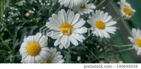Cluster of white flowers with yellow centers in a garden on a sunny day Cluster of white flowers with yellow centers in a garden on a sunny day 140648038
