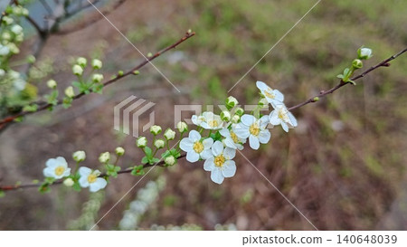 Flowers bloom on branches in a garden during spring, showcasing their bright colors and new life under the sunlight Flowers bloom on branches in a garden during spring, showcasing their bright colors and new life under the sunlight 140648039
