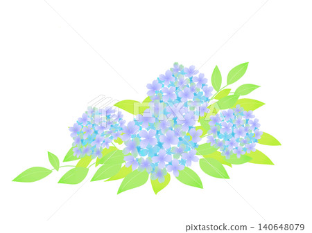 藍色繡球花的插圖 藍色繡球花的插圖 140648079