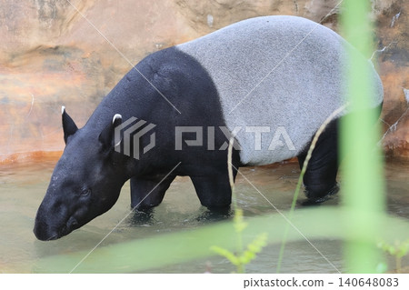巴庫 巴庫 140648083
