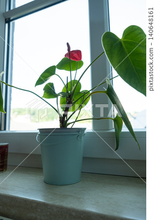 Anthurium potted plant with red flower standing on white windowsill near window Anthurium potted plant with red flower standing on white windowsill near window 140648161