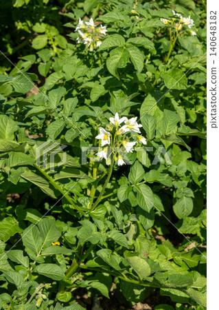Close-up of white potato flowers blooming on a green bush in the field Close-up of white potato flowers blooming on a green bush in the field 140648182