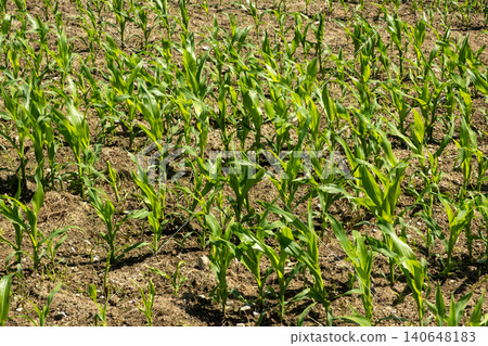 High angle view of young green corn plants growing in dry soil High angle view of young green corn plants growing in dry soil 140648183