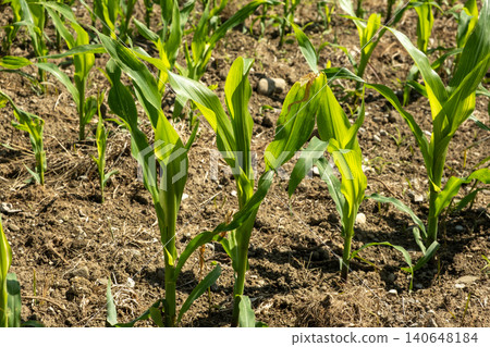 Close-up of young organic corn stalks growing on a farm plantation Close-up of young organic corn stalks growing on a farm plantation 140648184