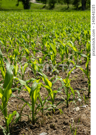 Agricultural field with rows of young corn stalks on a sunny summer day Agricultural field with rows of young corn stalks on a sunny summer day 140648185