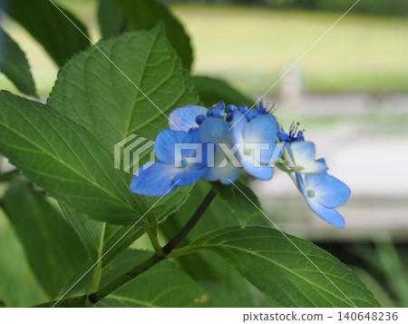 Blue hydrangea 140648236