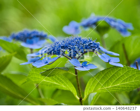 Blue hydrangea 140648237