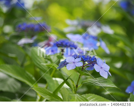 hydrangea   140648238