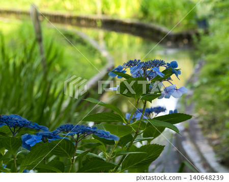 繡球花盛開在水邊 140648239