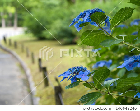 繡球花的繡球花路徑 140648240