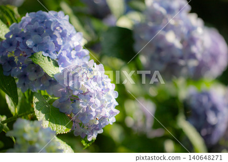 Hydrangeas (at Tsurumai Park, Nagoya City) Hydrangeas (at Tsurumai Park, Nagoya City) 140648271