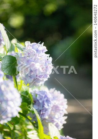 Hydrangeas (at Tsurumai Park, Nagoya City) Hydrangeas (at Tsurumai Park, Nagoya City) 140648272