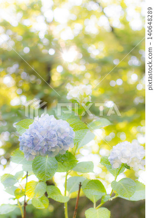 Hydrangeas (at Tsurumai Park, Nagoya City) Hydrangeas (at Tsurumai Park, Nagoya City) 140648289
