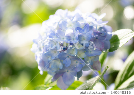 Hydrangeas (at Tsurumai Park, Nagoya City) Hydrangeas (at Tsurumai Park, Nagoya City) 140648316