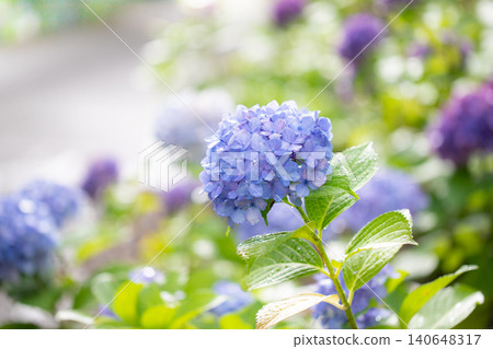 Hydrangeas (at Tsurumai Park, Nagoya City) Hydrangeas (at Tsurumai Park, Nagoya City) 140648317