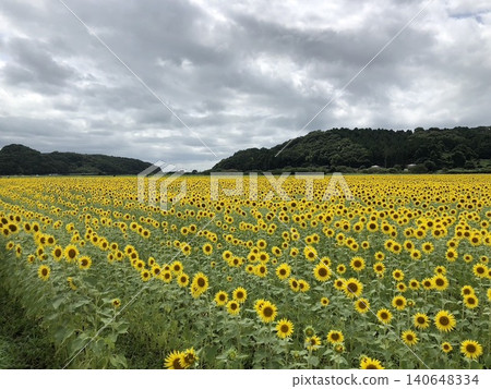 美麗的向日葵花田 美麗的向日葵花田 140648334