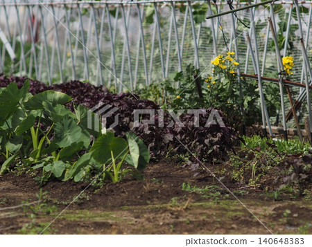 Crops grown in fields Crops grown in fields 140648383