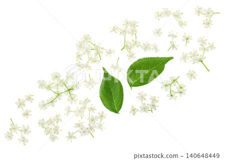 Elderberry flower or Sambucus nigra isolated on a white background. Elderberry flower or Sambucus nigra isolated on a white background. 140648449