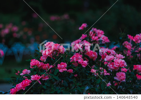 A vibrant pink rose emerges from the darkness. A vibrant pink rose emerges from the darkness. 140648540