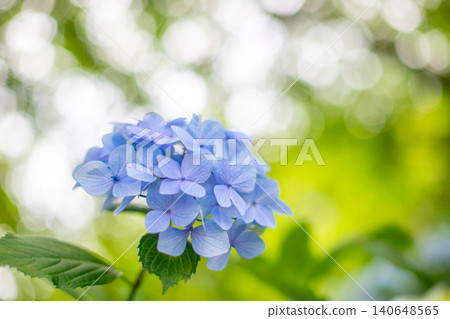 繡球花（位於愛知縣片原溫泉） 140648565