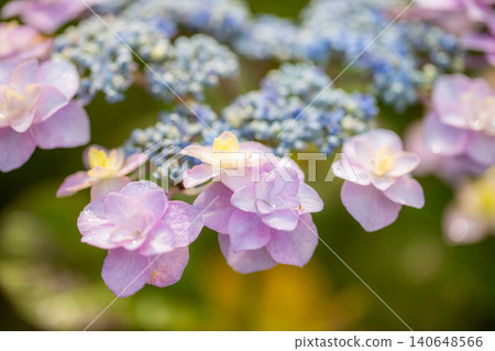 繡球花(位於愛知縣片原溫泉) 繡球花(位於愛知縣片原溫泉) 140648566