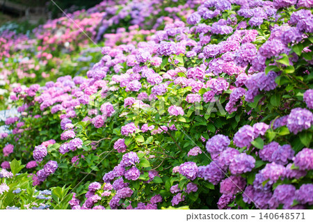 Hydrangeas (at Katahara Onsen, Aichi Prefecture) Hydrangeas (at Katahara Onsen, Aichi Prefecture) 140648571