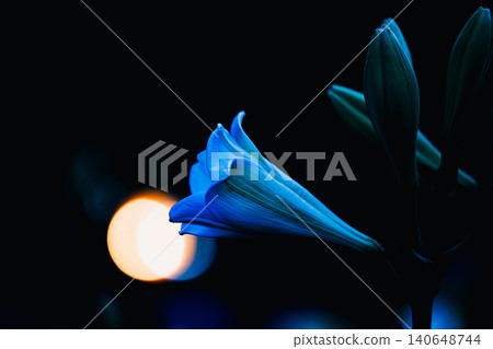 神秘的百合花和散景光從黑暗中浮現 神秘的百合花和散景光從黑暗中浮現 140648744