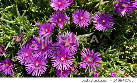 The ice plant flower, with its beautifully radiating, slender petals. The ice plant flower, with its beautifully radiating, slender petals. 140648763