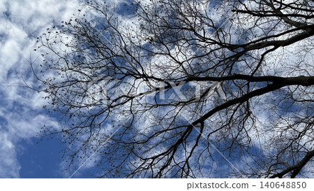 A landscape of deciduous trees spreading their branches against a blue sky. A landscape of deciduous trees spreading their branches against a blue sky. 140648850