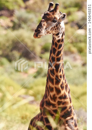 Giraffe, closeup and natural habitat on safari, game reserve and wildlife observation in conservation environment. Africa, tall animal on dry field, travel and tourist attraction in savannah Giraffe, closeup and natural habitat on safari, game reserve and wildlife observation in conservation environment. Africa, tall animal on dry field, travel and tourist attraction in savannah 140648851
