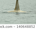 White orca seen in the sea off Rausu 140648852