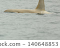 White orca swimming in Rausu 140648853