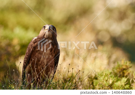 Bird, eagle and environment in nature for ecology with ecosystem, feathers and bokeh outdoor in natural habitat. Wild animal, hawk and carnivore by plants in woods for hunting, predator and wildlife Bird, eagle and environment in nature for ecology with ecosystem, feathers and bokeh outdoor in natural habitat. Wild animal, hawk and carnivore by plants in woods for hunting, predator and wildlife 140648860