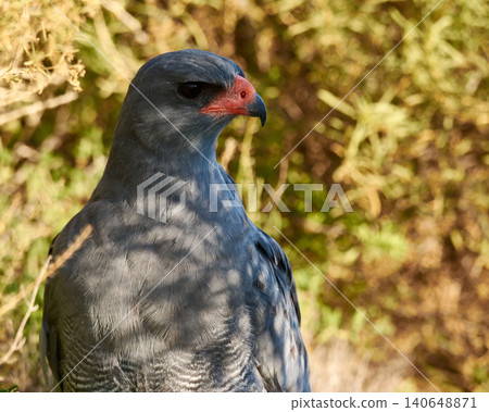 Bird, eagle and tree in environment for ecology with ecosystem, feathers and wings outdoor in natural habitat. Wild animal, hawk and carnivore by plants in nature for hunting, predator and wildlife Bird, eagle and tree in environment for ecology with ecosystem, feathers and wings outdoor in natural habitat. Wild animal, hawk and carnivore by plants in nature for hunting, predator and wildlife 140648871