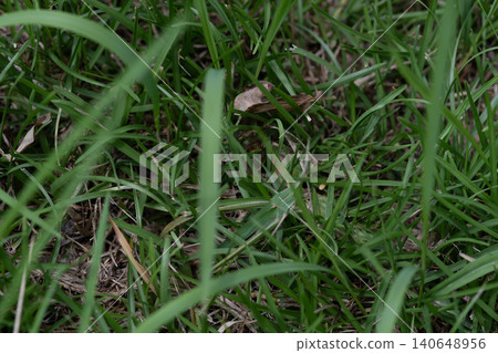 Lush green lawn and fallen leaves on the ground Lush green lawn and fallen leaves on the ground 140648956