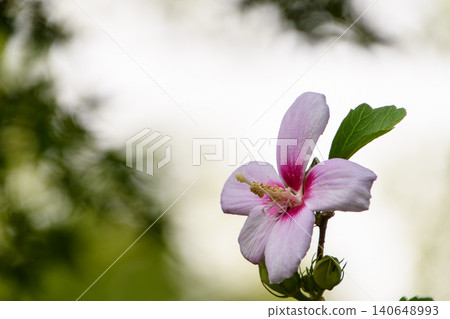 Pink hibiscus flowers blooming, bathed in soft light. Pink hibiscus flowers blooming, bathed in soft light. 140648993