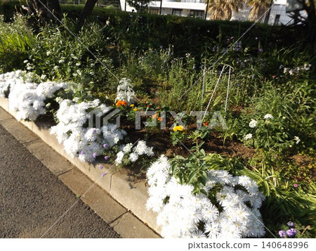 Marigold, Portulaca grandiflora, Salvia, Dusty Miller Marigold, Portulaca grandiflora, Salvia, Dusty Miller 140648996