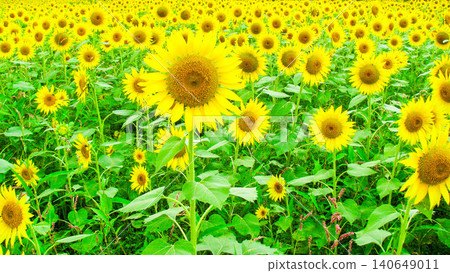 Summer flowers: sunflowers in full bloom Summer flowers: sunflowers in full bloom 140649011