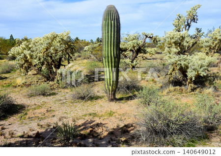 Young Saguaro Cactus Sonora desert Arizona 140649012