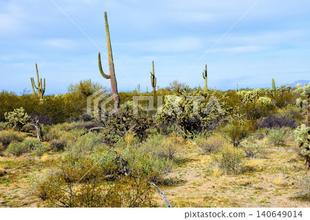 Old Saguaro Cactus Sonora desert Arizona 140649014