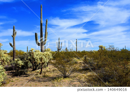 Old Saguaro Cactus Sonora desert Arizona Old Saguaro Cactus Sonora desert Arizona 140649016