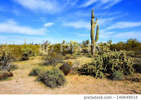 Old Saguaro Cactus Sonora desert Arizona 140649018