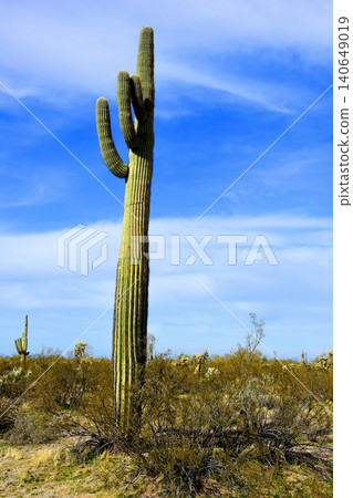 Old Saguaro Cactus Sonora desert Arizona 140649019