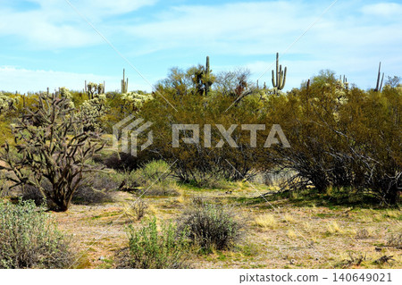Old Saguaro Cactus Sonora desert Arizona Old Saguaro Cactus Sonora desert Arizona 140649021