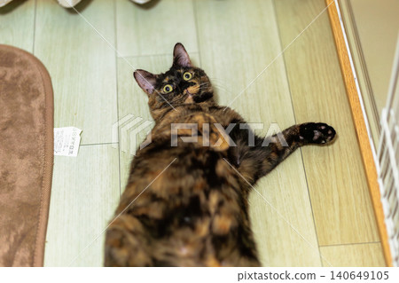 Sabi cat Sabi cat 140649105
