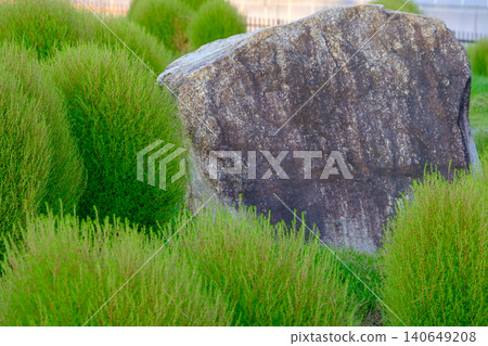A garden landscape featuring lush green kochia bushes and large garden stones. A garden landscape featuring lush green kochia bushes and large garden stones. 140649208