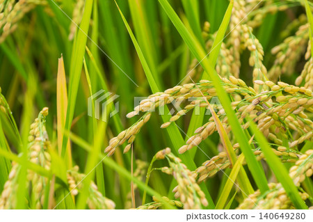 As autumn arrives and the harvest season begins, the rice stalks are ripe and golden in color. As autumn arrives and the harvest season begins, the rice stalks are ripe and golden in color. 140649280