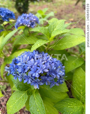 雨後花園裡盛開的藍色繡球花和葉子。 雨後花園裡盛開的藍色繡球花和葉子。 140649339