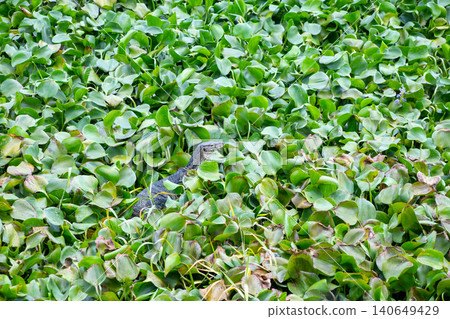 Asian water monitor lying on a canal with green water and water hyacinth 140649429